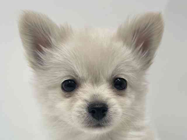 愛知県のポメチワ/チワポメ/ポメチー(ポメラニアン×チワワ) (ひごペットフレンドリーヴィアモール アピタ江南西店/2025年11月12日生まれ/女の子/ホワイトクリーム)の子犬の1枚目の画像