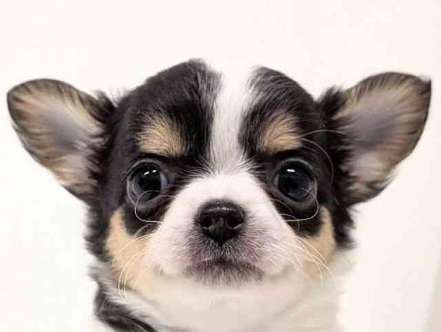 福岡県のチワワ(ロング) (ひごペットフレンドリーリバーウォーク北九州店/2025年11月15日生まれ/男の子/ブラックタンホワイト)の子犬