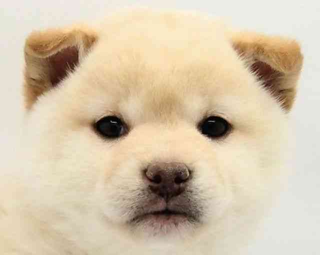 兵庫県の柴犬(標準サイズ) (ひごペットフレンドリークラウンパーク伊丹店/2025年11月14日生まれ/女の子/白)の子犬の1枚目の画像