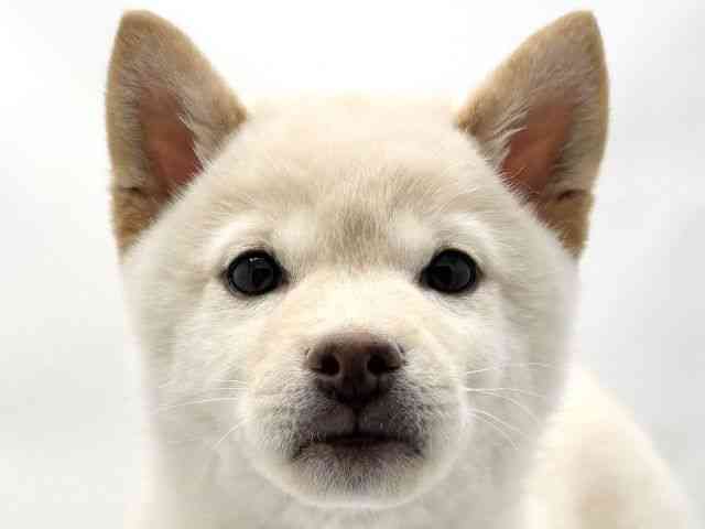 兵庫県の柴犬(標準サイズ) (ひごペットフレンドリークラウンパーク伊丹店/2025年11月14日生まれ/女の子/白)の子犬の1枚目の画像