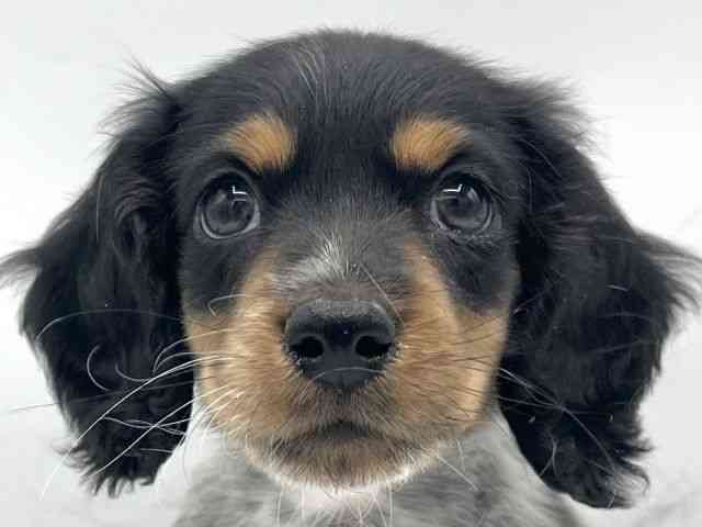 大阪府のミニチュアダックスフンド(ロング) (ひごペットフレンドリーららぽーとEXPOCITY店/2025年11月15日生まれ/男の子/ブラックタンパイボールド)の子犬の1枚目の画像