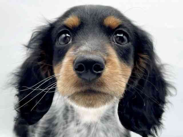 奈良県のミニチュアダックスフンド(ロング) (ひごペットフレンドリートナリエ大和高田店/2025年11月15日生まれ/男の子/ブラックタンパイボールド)の子犬の1枚目の画像