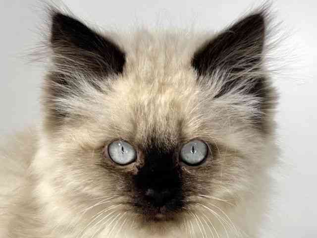 兵庫県のヒマラヤン (ひごペットフレンドリーイトーヨーカドー明石店/2025年11月16日生まれ/男の子/シールポイント)の子猫の1枚目の画像