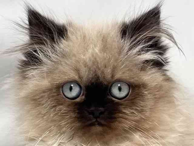 大阪府のヒマラヤン (ひごペットフレンドリー堺プラットプラット店/2025年11月16日生まれ/女の子/シールポイント)の子猫の1枚目の画像