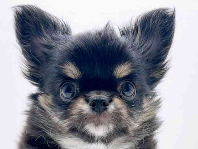 広島県のチワワ(ロング) (ひごペットフレンドリーフジグラン神辺店/2025年11月14日生まれ/女の子/ブラックタンホワイト)の子犬の1枚目の画像