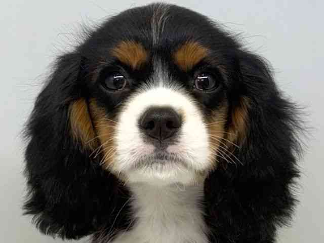 大阪府のキャバリアキングチャールズスパニエル (ひごペットフレンドリーセブンパーク天美店/2025年11月15日生まれ/男の子/トライカラー)の子犬の1枚目の画像