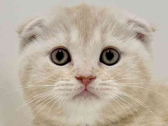 奈良県のスコティッシュフォールド (ひごペットフレンドリーイオンモール橿原ウエスト・ビレッジ店/2025年11月13日生まれ/女の子/クリームタビーホワイト)の子猫の1枚目の画像