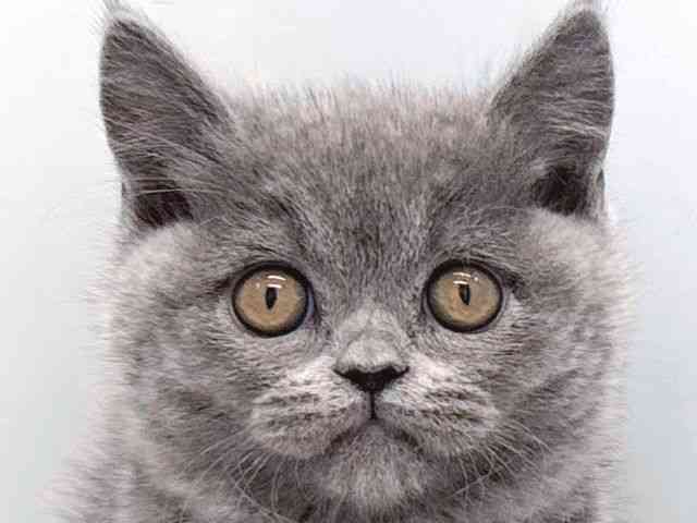 京都府のブリティッシュショートヘアー (ひごペットフレンドリー京都店/2025年11月3日生まれ/男の子/ブルー)の子猫の1枚目の画像