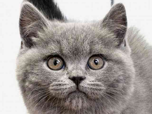 愛媛県のブリティッシュショートヘアー (ひごペットフレンドリーエミフルMASAKI店/2025年11月3日生まれ/男の子/ブルー)の子猫の1枚目の画像