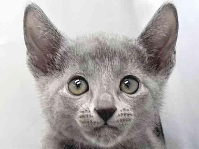 京都府のロシアンブルー (ひごペットフレンドリー京都店/2025年11月16日生まれ/男の子/ブルー)の子猫の1枚目の画像