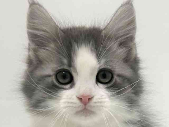 大阪府のマンチカン (ひごペットフレンドリーアクロスプラザ住之江店/2025年11月12日生まれ/男の子/ブルータビーホワイト)の子猫