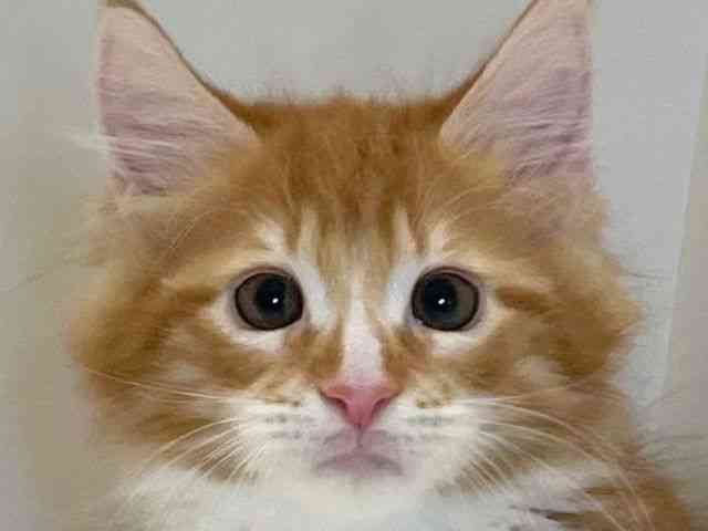 兵庫県のメインクーン (ひごペットフレンドリーイトーヨーカドー明石店/2025年11月11日生まれ/男の子/レッドタビーホワイト)の子猫の1枚目の画像