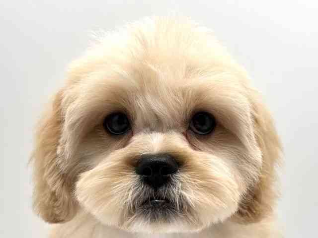 奈良県のハーフ犬・ミックス犬 (ひごペットフレンドリー田原本店/2025年11月15日生まれ/男の子/クリーム)の子犬の1枚目の画像