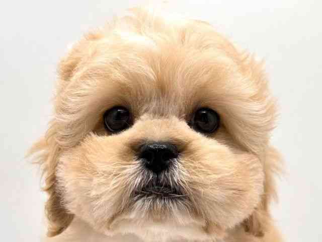 奈良県のハーフ犬・ミックス犬 (ひごペットフレンドリー田原本店/2025年11月15日生まれ/男の子/クリーム)の子犬の1枚目の画像