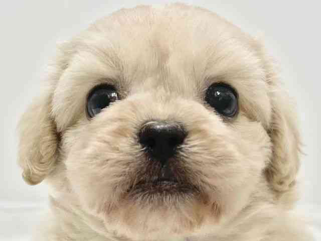 高知県のハーフ犬・ミックス犬 (ひごペットフレンドリーイオンモール高知店/2025年11月15日生まれ/女の子/クリーム)の子犬の1枚目の画像