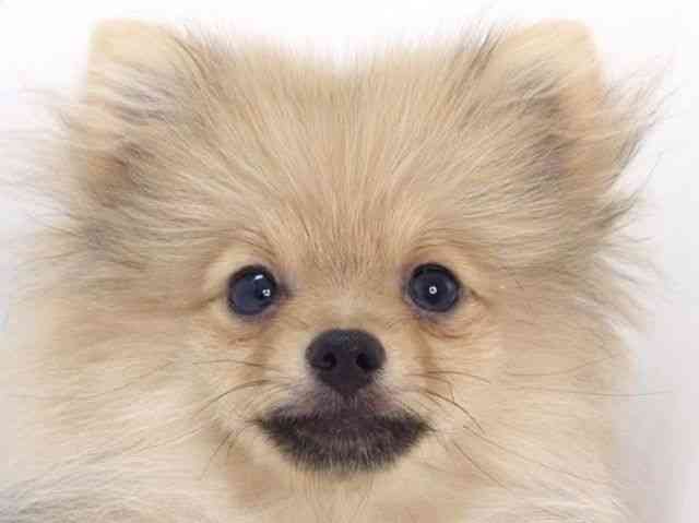 大阪府のポメラニアン (ひごペットフレンドリーいこらもーる泉佐野店/2025年11月16日生まれ/女の子/オレンジ)の子犬の1枚目の画像