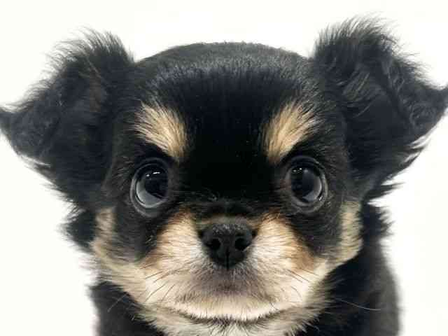 大阪府のチワワ(ロング) (ひごペットフレンドリーイオン高槻店/2025年11月16日生まれ/女の子/ブラックタン)の子犬