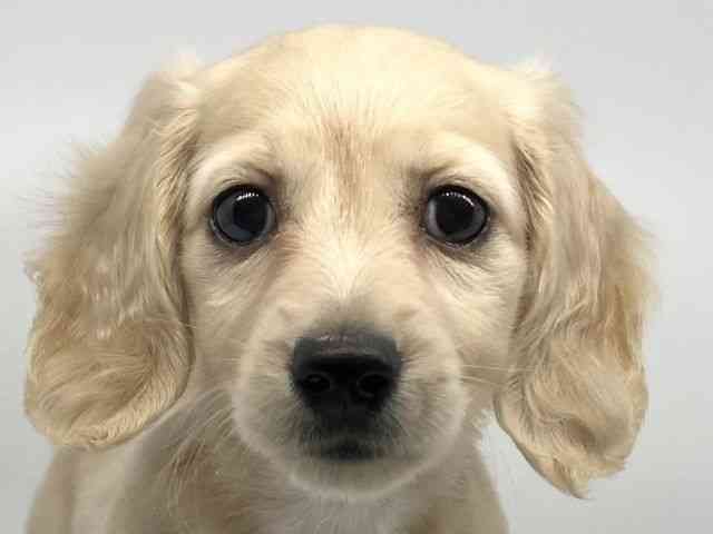 徳島県のミニチュアダックスフンド(ロング) (ひごペットフレンドリーゆめタウン徳島店/2025年11月16日生まれ/女の子/イエロー)の子犬の1枚目の画像