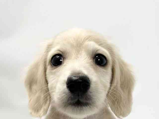 愛媛県のミニチュアダックスフンド(ロング) (ひごペットフレンドリーイオンモール今治新都市店/2025年11月16日生まれ/男の子/イエロー)の子犬の1枚目の画像