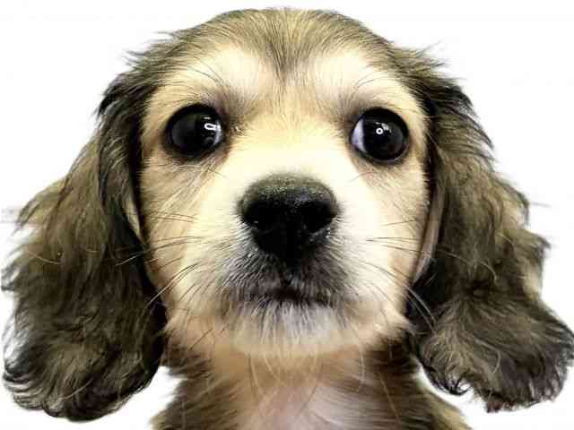 愛媛県のミニチュアダックスフンド(ロング) (ひごペットフレンドリーエミフルMASAKI店/2025年11月16日生まれ/男の子/レッド)の子犬の1枚目の画像