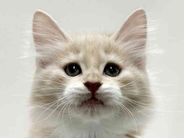 愛知県のノルウェージャンフォレストキャット (ひごペットフレンドリーららぽーと名古屋みなとアクルス店/2025年11月13日生まれ/女の子/クリームタビーホワイト)の子猫の1枚目の画像