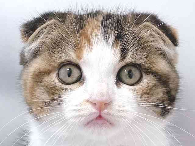 大阪府のスコティッシュフォールド (ひごペットフレンドリー堺プラットプラット店/2025年11月13日生まれ/女の子/トービーホワイト)の子猫の1枚目の画像