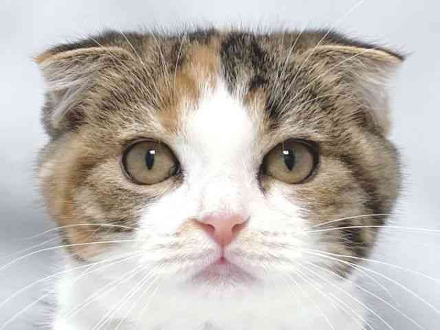 大阪府のスコティッシュフォールド (ひごペットフレンドリー堺プラットプラット店/2025年11月13日生まれ/女の子/トービーホワイト)の子猫の1枚目の画像