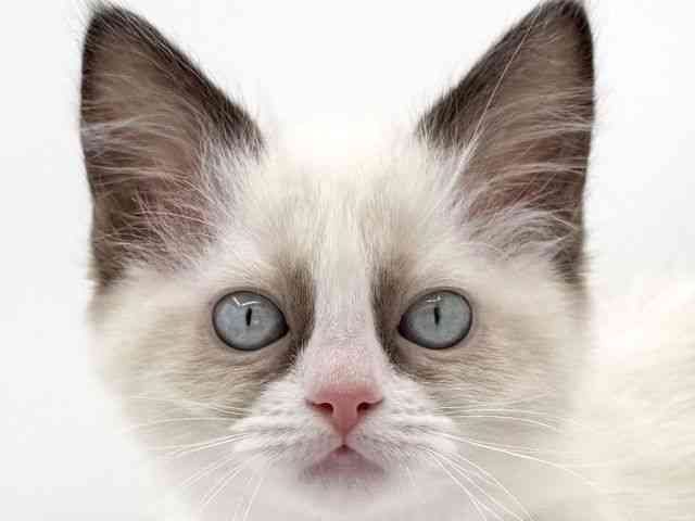 大阪府のラグドール (ひごペットフレンドリーイオンそよら海老江店/2025年11月10日生まれ/女の子/シールポイントバイカラー)の子猫