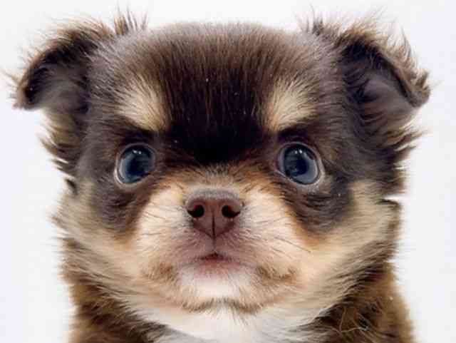 広島県のチワワ(ロング) (ひごペットフレンドリーフジグラン神辺店/2025年11月15日生まれ/女の子/チョコレートクリーム)の子犬の1枚目の画像