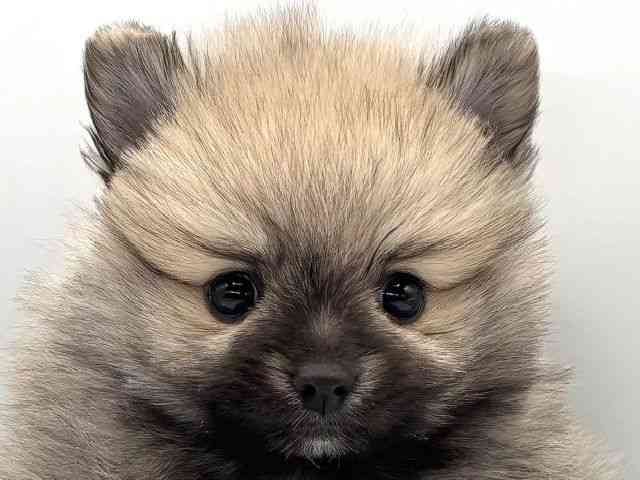 愛知県のポメラニアン (ひごペットフレンドリープライムツリー赤池店/2025年11月17日生まれ/女の子/ウルフセーブル)の子犬の1枚目の画像