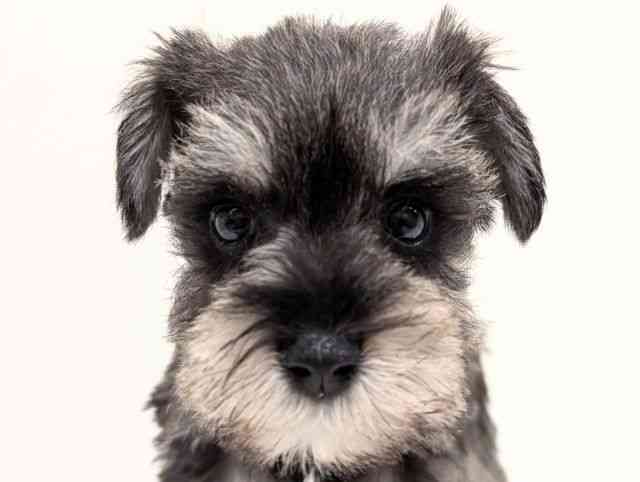 福岡県のミニチュアシュナウザー (ひごペットフレンドリーリバーウォーク北九州店/2025年11月17日生まれ/女の子/ソルトペッパー)の子犬