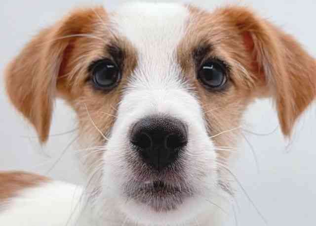 島根県のジャックラッセルテリア (ひごペットフレンドリーイオン松江ショッピングセンター店/2025年11月15日生まれ/男の子/ホワイトタン)の子犬の1枚目の画像