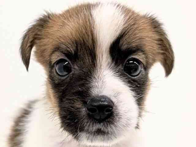 福岡県のジャックラッセルテリア (ひごペットフレンドリーリバーウォーク北九州店/2025年11月15日生まれ/男の子/ホワイトタン)の子犬