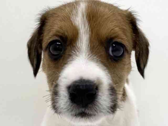 大阪府のジャックラッセルテリア (ひごペットフレンドリーくずはモール店/2025年11月15日生まれ/男の子/ホワイトタン)の子犬の1枚目の画像