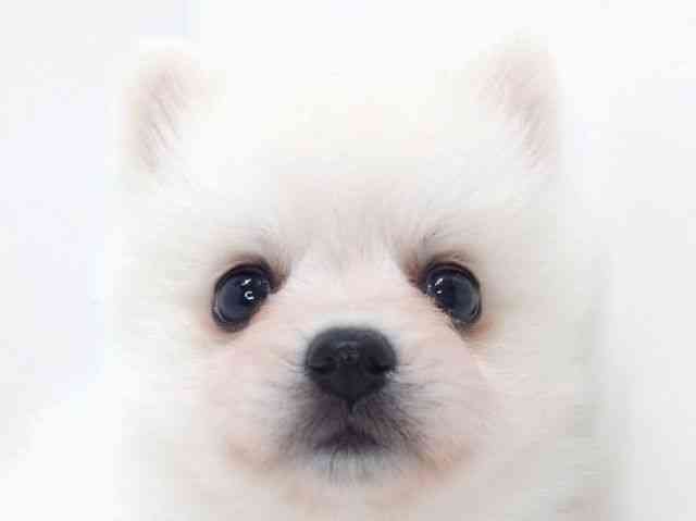 大阪府の日本スピッツ (ひごペットフレンドリーいこらもーる泉佐野店/2025年11月16日生まれ/女の子/ホワイト)の子犬の1枚目の画像