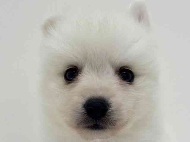 大阪府の日本スピッツ (ひごペットフレンドリーくずはモール店/2025年11月16日生まれ/男の子/ホワイト)の子犬の1枚目の画像