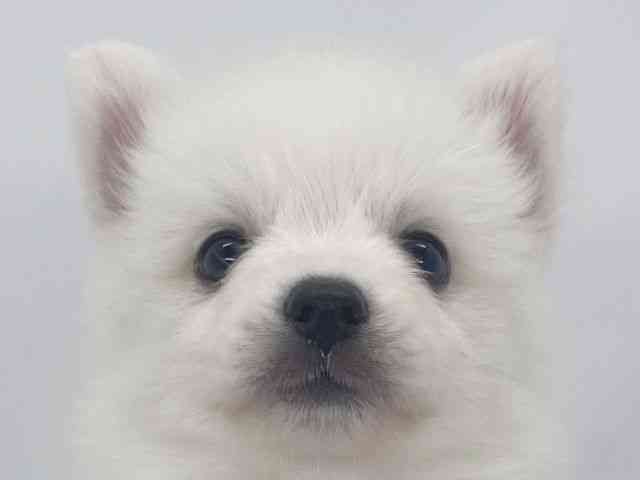 兵庫県の日本スピッツ (ひごペットフレンドリーイオンタウン加古川店/2025年11月16日生まれ/男の子/ホワイト)の子犬の1枚目の画像