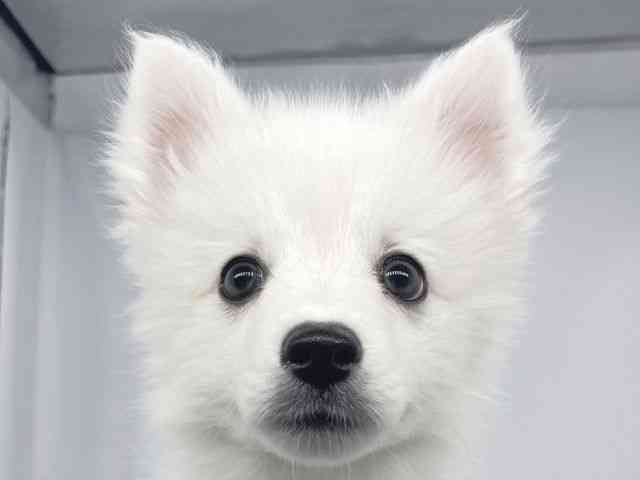 兵庫県の日本スピッツ (ひごペットフレンドリーイオンタウン加古川店/2025年11月16日生まれ/男の子/ホワイト)の子犬の1枚目の画像