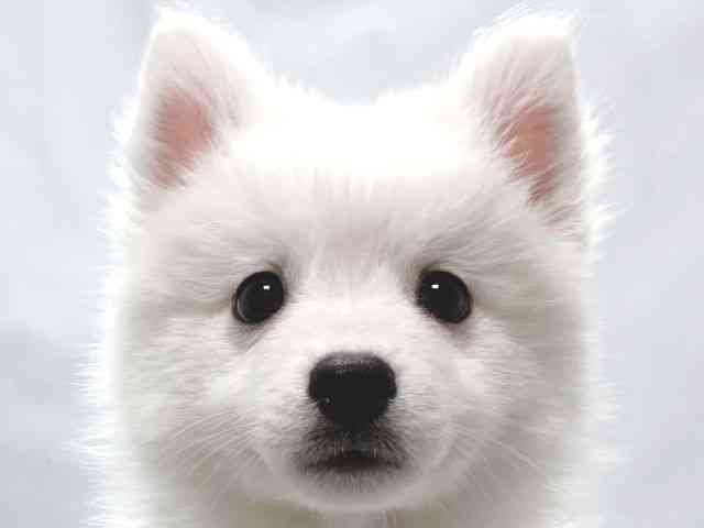 大阪府の日本スピッツ (ひごペットフレンドリー堺プラットプラット店/2025年11月16日生まれ/男の子/ホワイト)の子犬の1枚目の画像