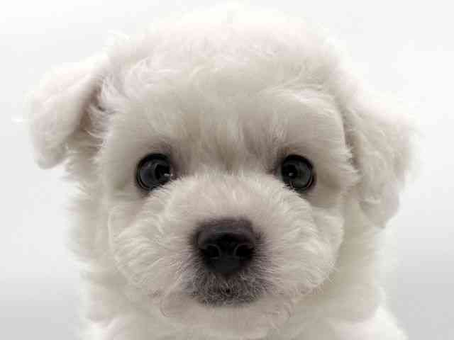 大阪府のビションフリーゼ (ひごペットフレンドリーイオンそよら海老江店/2025年11月15日生まれ/女の子/ホワイト)の子犬