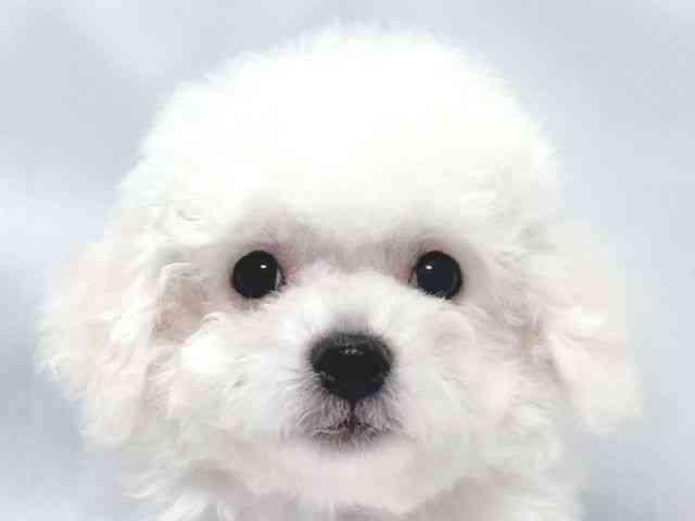 大阪府のビションフリーゼ (ひごペットフレンドリー堺プラットプラット店/2025年11月15日生まれ/女の子/ホワイト)の子犬の1枚目の画像