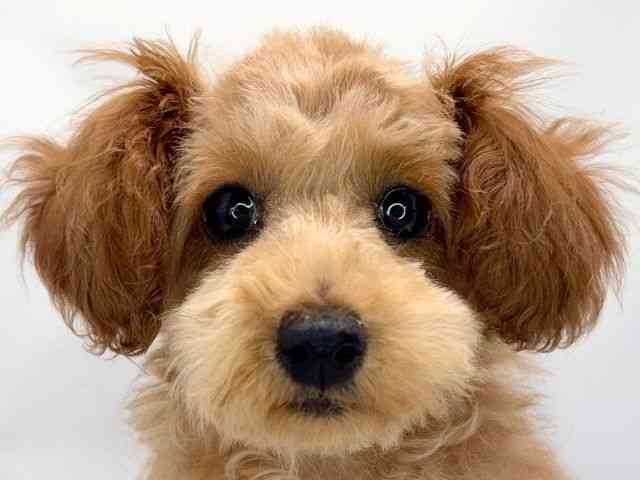 京都府のトイプードル(トイ) (ひごペットフレンドリー洛北阪急スクエア店/2025年11月17日生まれ/女の子/レッドフォーン)の子犬の1枚目の画像