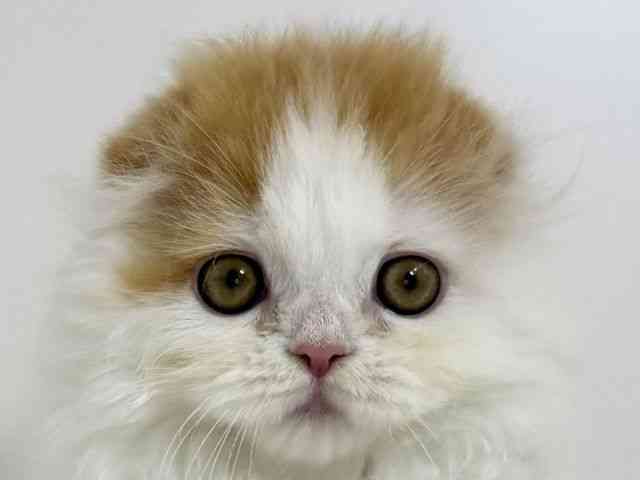 兵庫県のスコティッシュフォールド (ひごペットフレンドリーイトーヨーカドー明石店/2025年11月6日生まれ/男の子/レッドタビーホワイト)の子猫の1枚目の画像