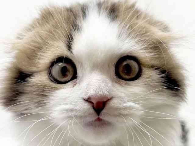 京都府のスコティッシュフォールド (ひごペットフレンドリーイズミヤショッピングセンター八幡店/2025年11月15日生まれ/男の子/ブラウンタビーホワイト)の子猫の1枚目の画像