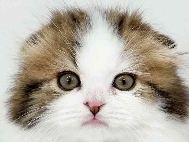 京都府のスコティッシュフォールド (ひごペットフレンドリーイズミヤショッピングセンター八幡店/2025年11月15日生まれ/男の子/ブラウンタビーホワイト)の子猫の1枚目の画像