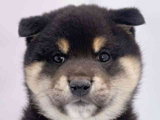 大阪府の柴犬(標準サイズ) (ひごペットフレンドリーイズミヤショッピングセンター千里丘店/2025年11月15日生まれ/女の子/黒)の子犬