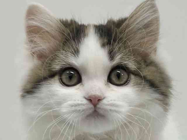 大阪府のラガマフィン (ひごペットフレンドリーアクロスプラザ住之江店/2025年11月15日生まれ/女の子/キャリコ)の子猫の1枚目の画像