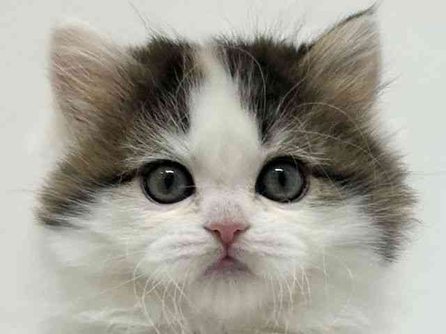 大阪府のラガマフィン (ひごペットフレンドリーアクロスプラザ住之江店/2025年11月15日生まれ/女の子/キャリコ)の子猫