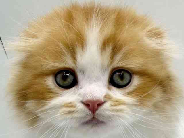 大阪府のスコティッシュフォールド (ひごペットフレンドリーみのおキューズモール店/2025年11月15日生まれ/男の子/レッドタビーホワイト)の子猫