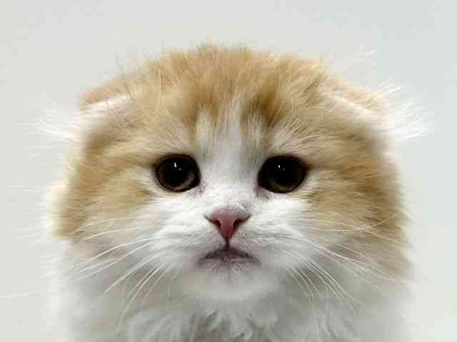 愛知県のスコティッシュフォールド (ひごペットフレンドリーららぽーと名古屋みなとアクルス店/2025年11月15日生まれ/男の子/レッドタビーホワイト)の子猫